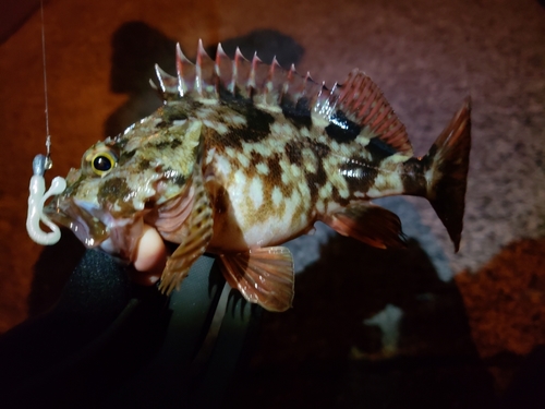 カサゴの釣果