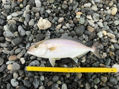 ショゴの釣果