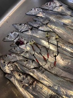 タチウオの釣果