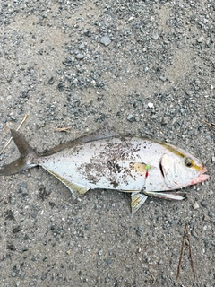ショゴの釣果