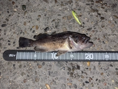 クロソイの釣果
