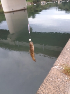 ハゼの釣果