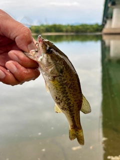 ラージマウスバスの釣果