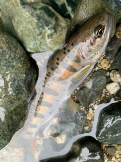 ヤマメの釣果