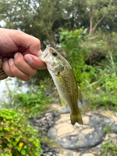 ラージマウスバスの釣果