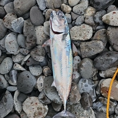 ソウダガツオの釣果