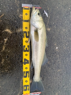 マルスズキの釣果