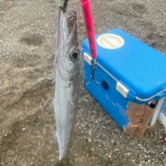 カマスの釣果