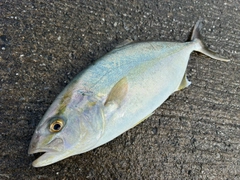 ショゴの釣果