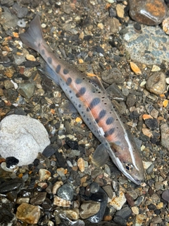 ヤマメの釣果