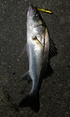 シーバスの釣果