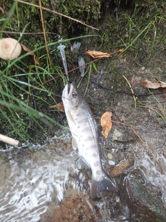 ヤマメの釣果