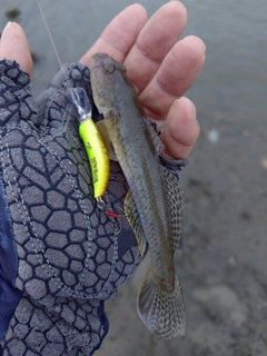 マハゼの釣果