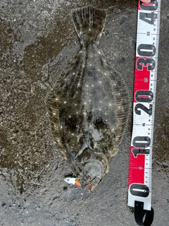 ヒラメの釣果