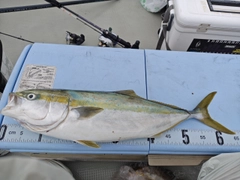 メジロの釣果