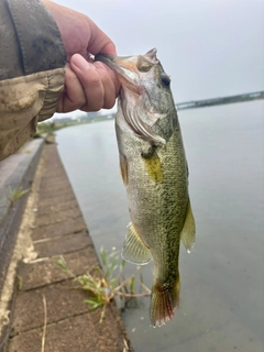 ラージマウスバスの釣果