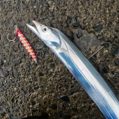 タチウオの釣果