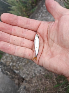 オイカワの釣果