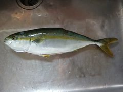 イナダの釣果