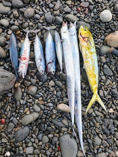 シイラの釣果
