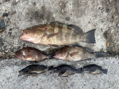 オオモンハタの釣果