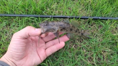 マハゼの釣果