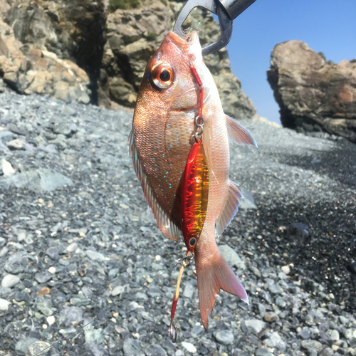 タイの釣果