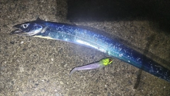 タチウオの釣果