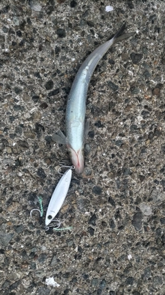 エソの釣果