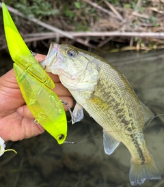 ラージマウスバスの釣果