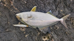シオの釣果