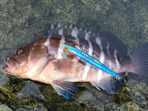 マハタの釣果