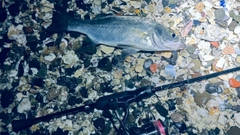 セイゴ（ヒラスズキ）の釣果