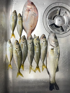 アジの釣果