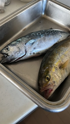ショゴの釣果