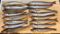 シロギスの釣果