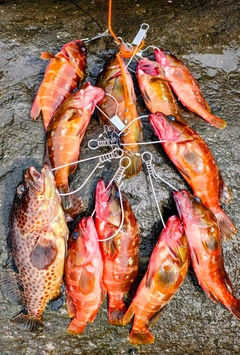 ノミノクチの釣果
