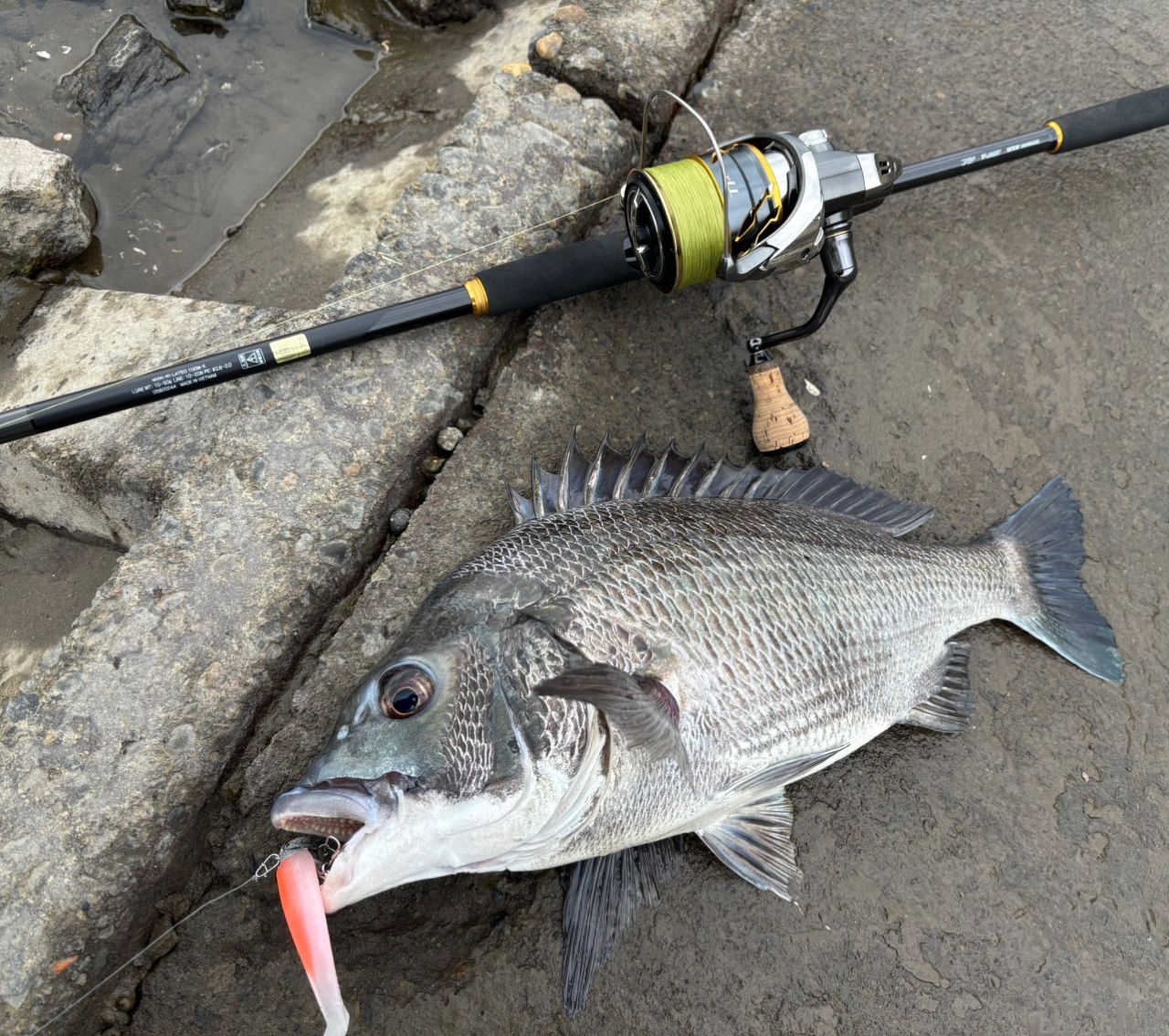 SHIMANO 20ツインパワー 4000MHGの最安値・インプレ・釣果 | 本音の