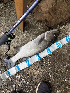 ヒラスズキの釣果