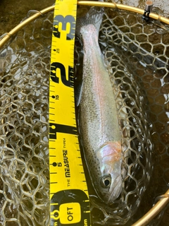 ニジマスの釣果
