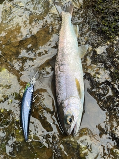 ヤマメの釣果