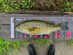 スモールマウスバスの釣果