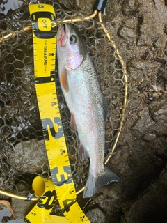 ニジマスの釣果
