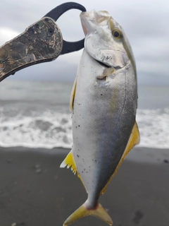 ショゴの釣果