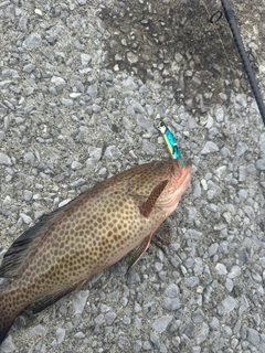 オオモンハタの釣果