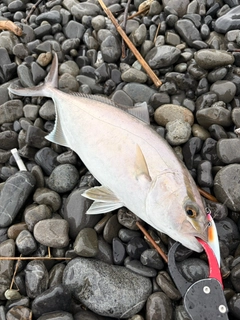 ショゴの釣果