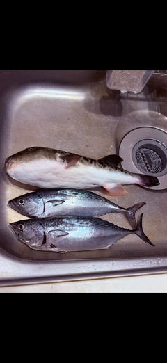 マルソウダの釣果