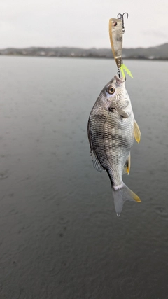 キビレの釣果