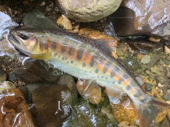 ヤマメの釣果