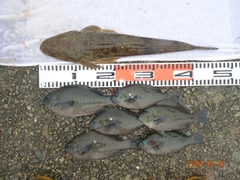マゴチの釣果